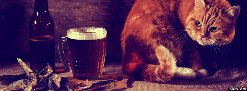 cat and beer
