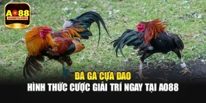 Đá Gà Cựa Dao - Hình Thức Cược Giải Trí Ngay Tại AO88