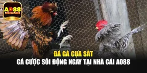 Đá Gà Cựa Sắt - Cá Cược Sôi Động Ngay Tại Nhà Cái AO88
