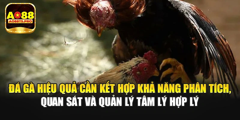 Đá gà hiệu quả cần kết hợp nhiều khả năng