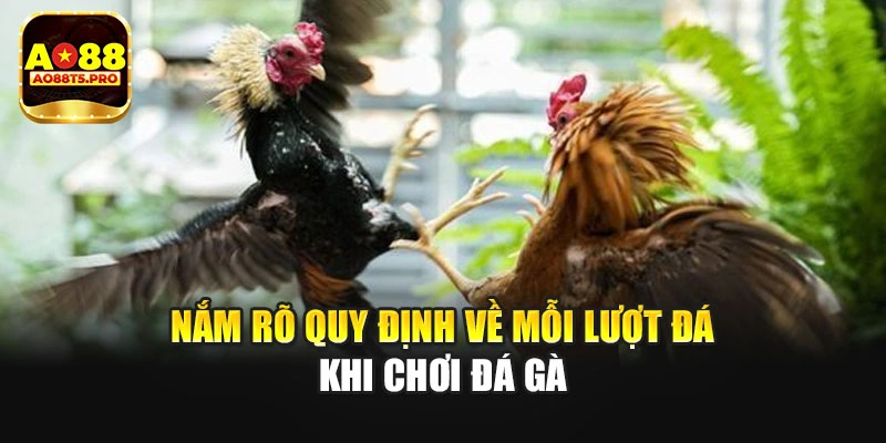 Nắm rõ quy định về mỗi lượt đá khi chơi đá gà